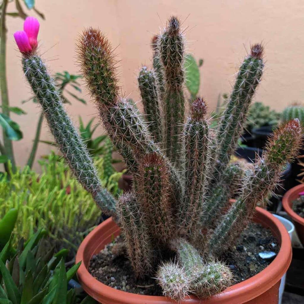 Arrojadoa Species: A Guide to the Most Striking Varieties