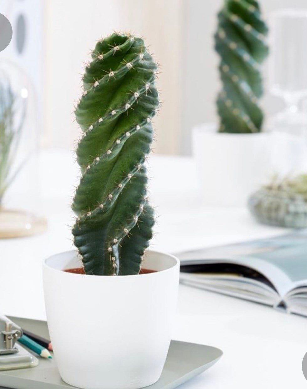 Cactus in Greenhouses: How to Grow Rare Genera Indoors