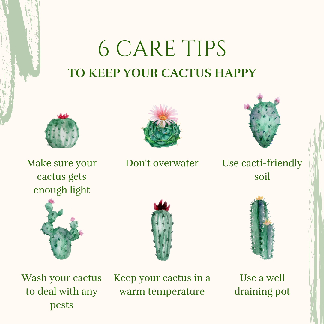 How to Speed Up Cactus Growth: Expert Tips