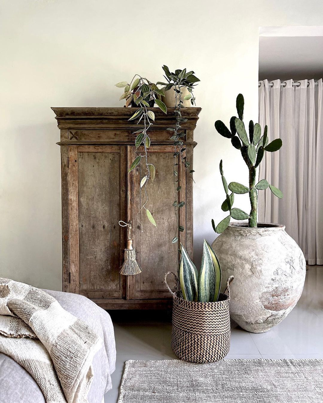 How to Style Echinocactus in Modern Home Decor