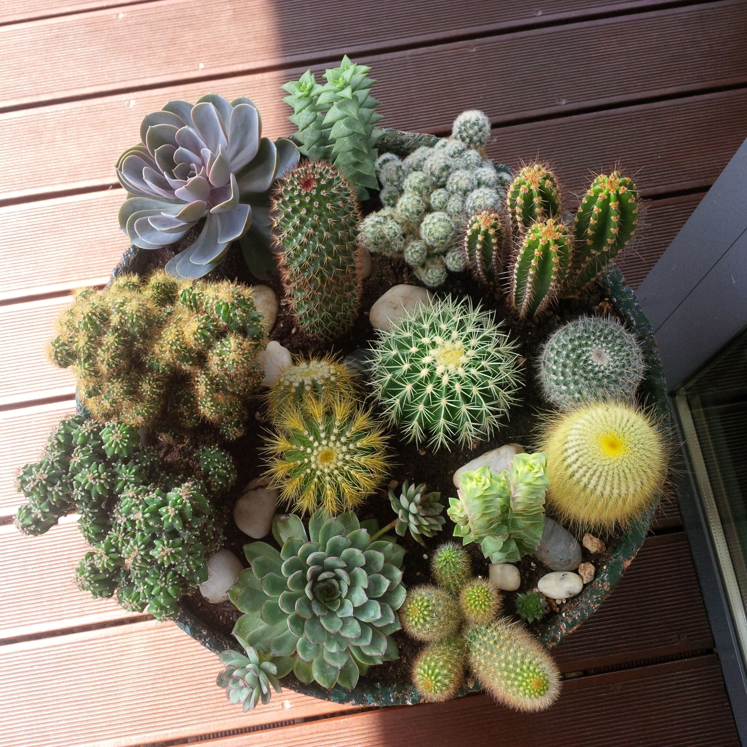 The 15 Most Popular Cactus Types for Your Garden