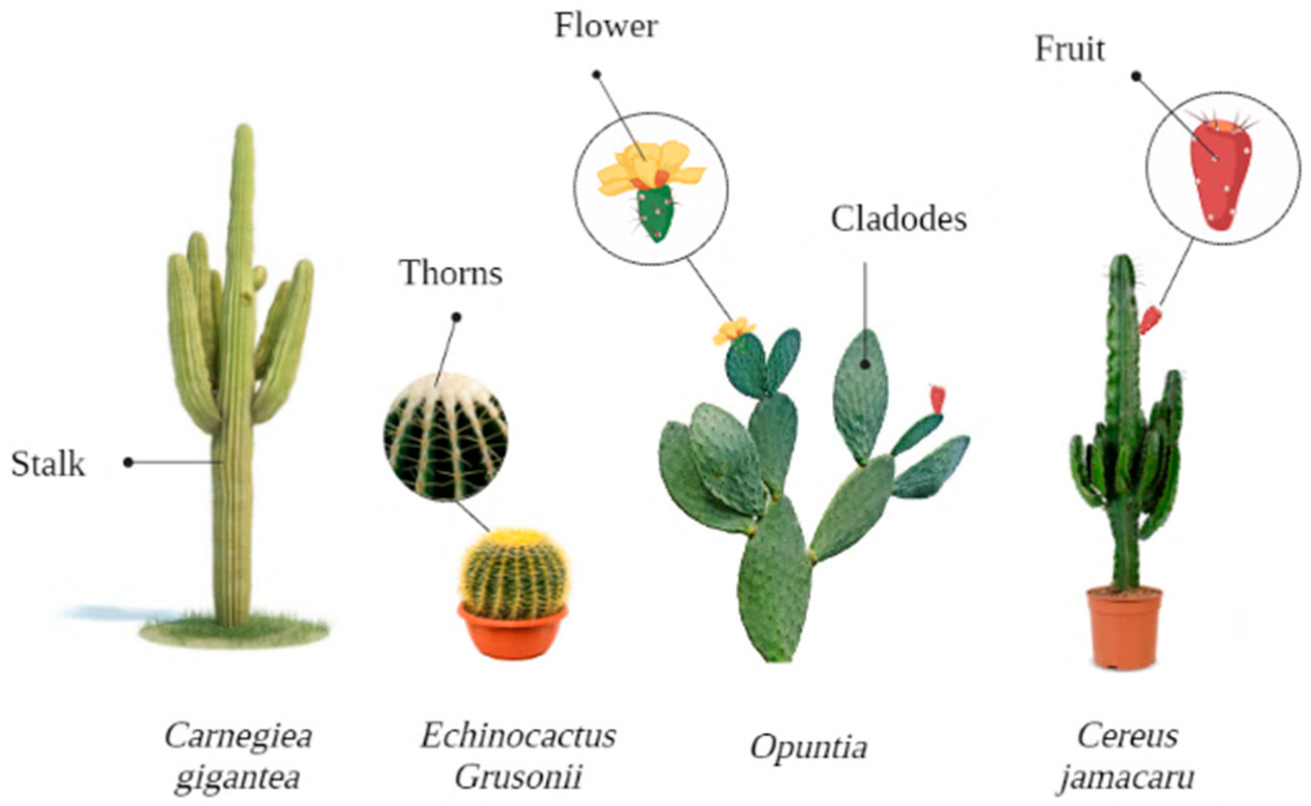 Cactus in the Event Industry: How to Supply Plants for Parties and Weddings