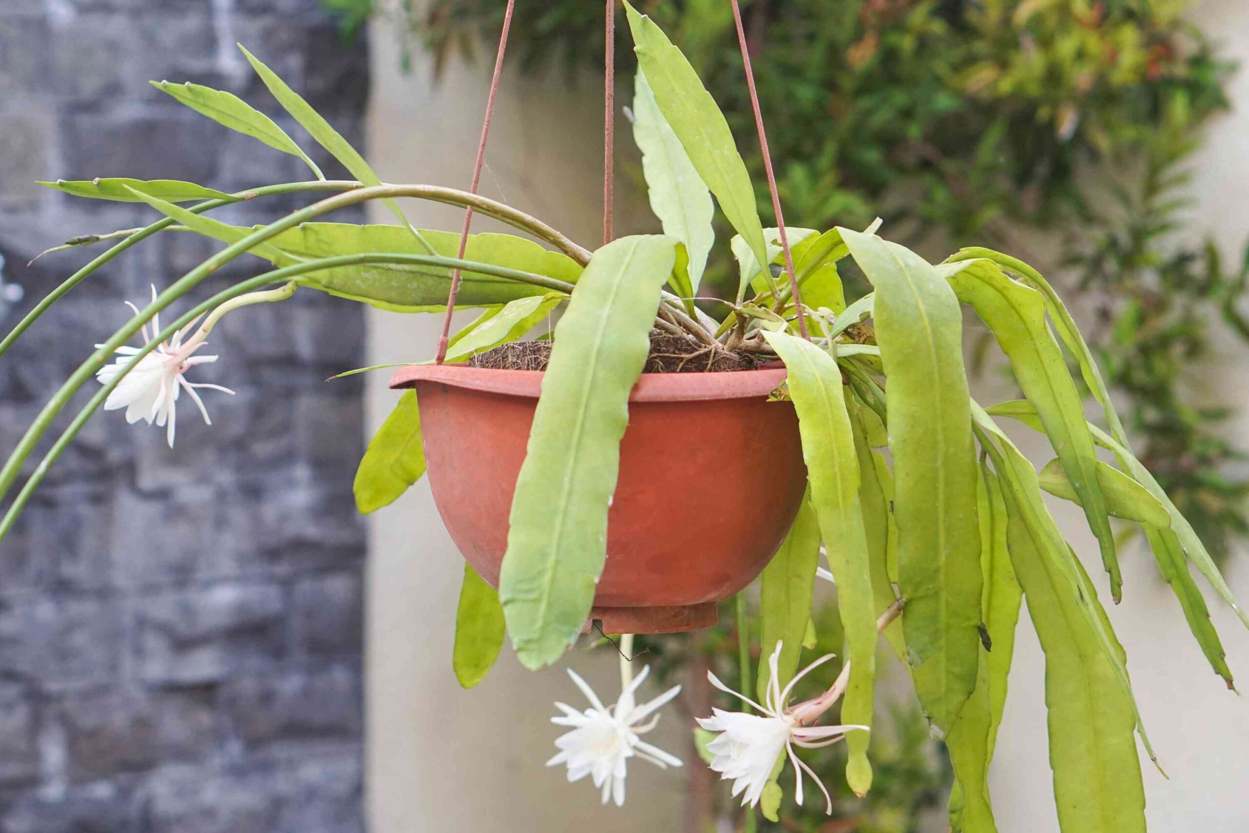 Stenocactus Care: Growing the Wave and Lace Cacti