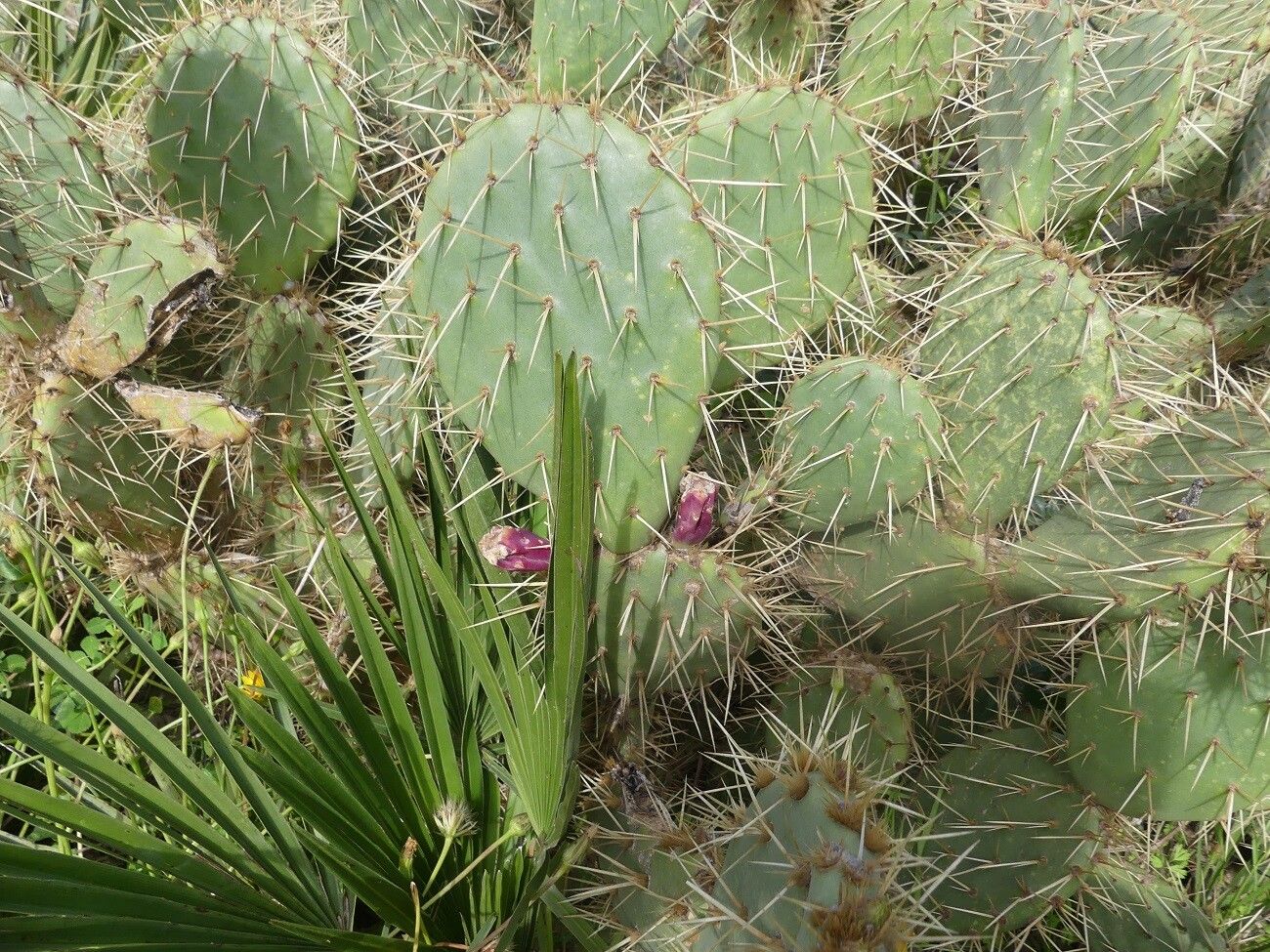 How to Propagate Opuntia from Pads: A Beginner’s Guide