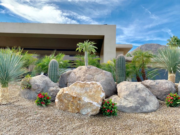 Ferocactus in Desert Landscapes: Design and Placement Ideas