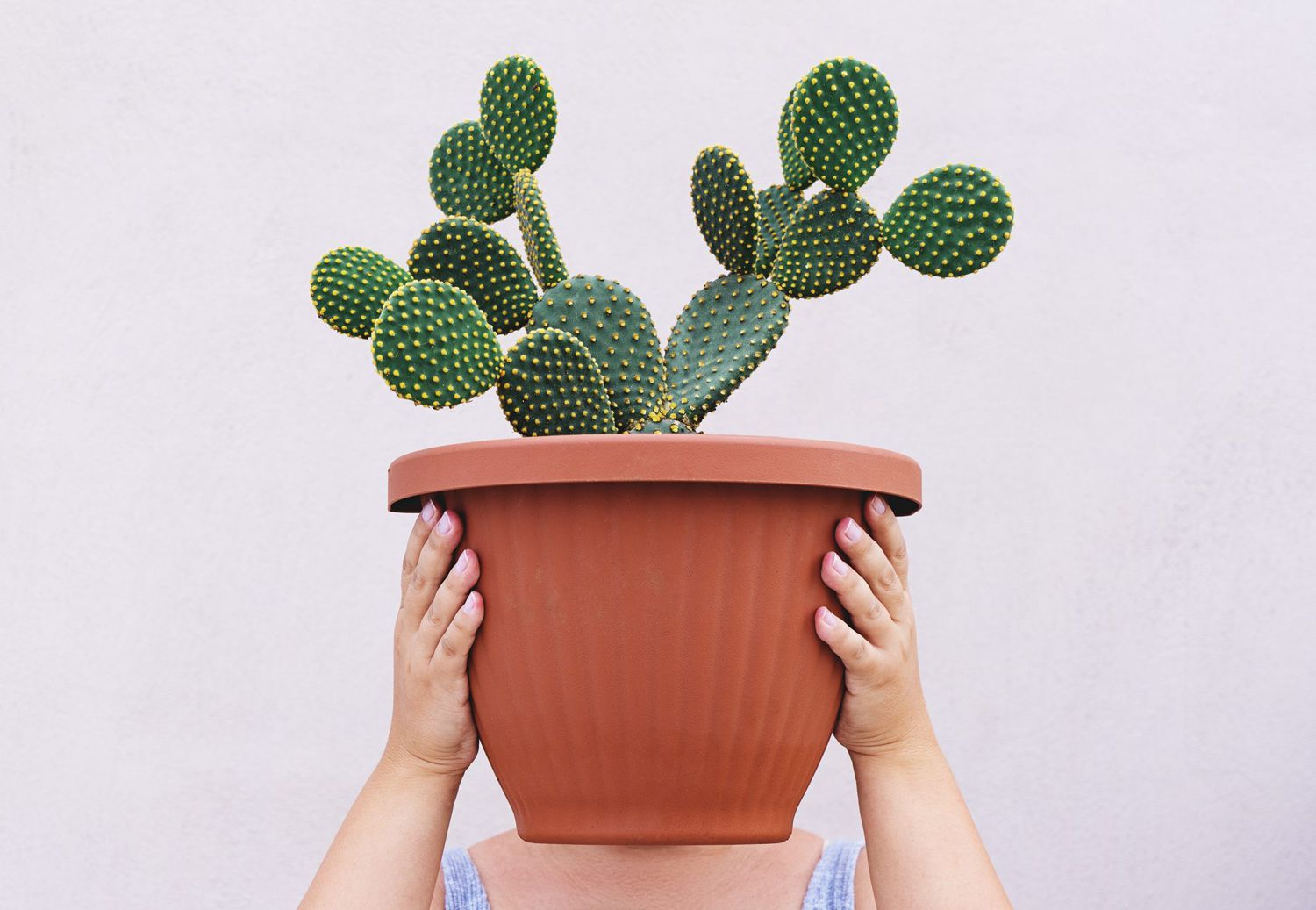 Why Is My Cactus Turning Brown? Causes and Solutions