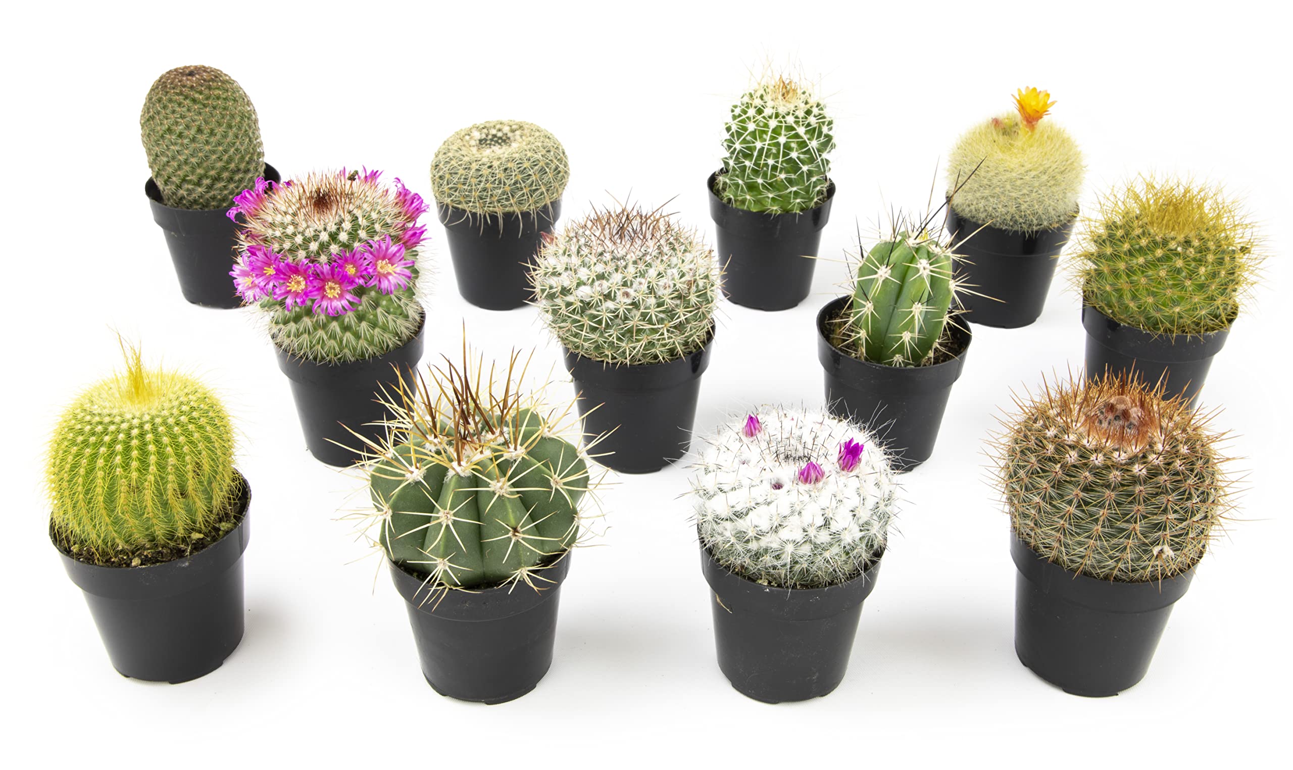 Cactus Terrariums: A Trendy DIY Project