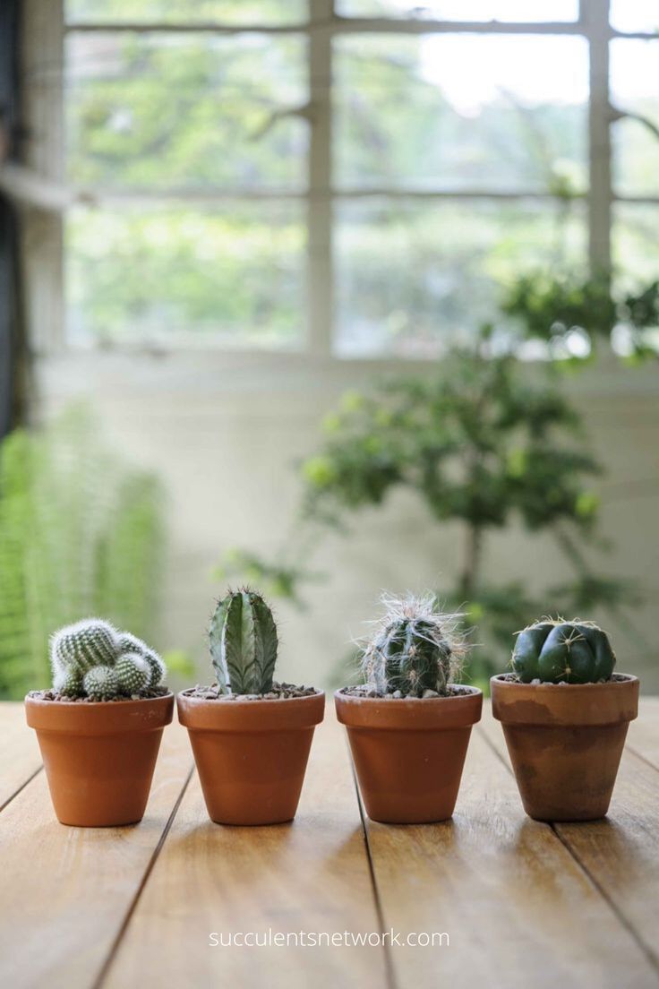 The Best Water for Cacti: Tap