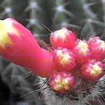 Arrojadoa Flowering: How to Get the Best Blooms