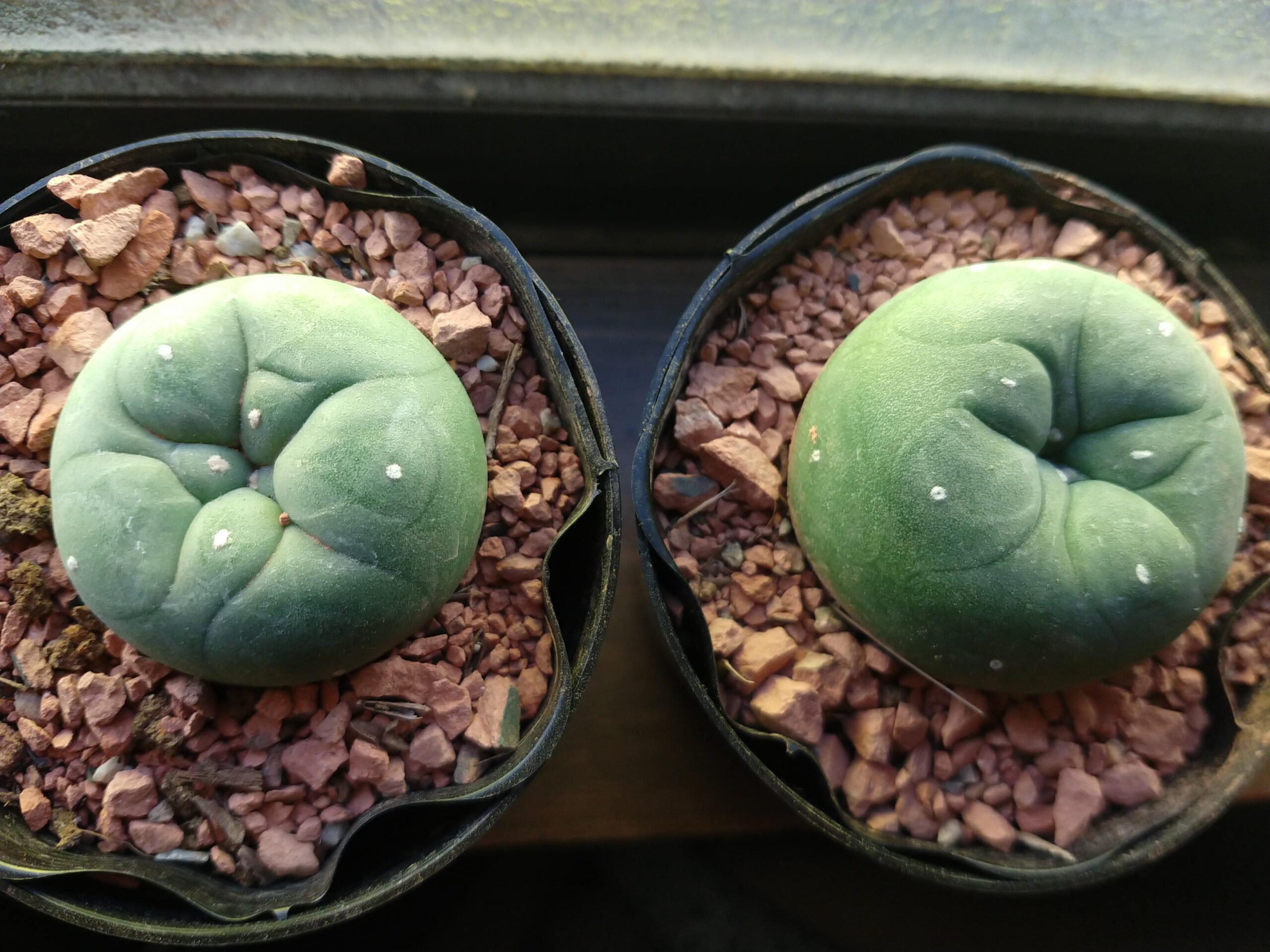 Lophophora williamsii (Peyote): Legal Status and Conservation Efforts