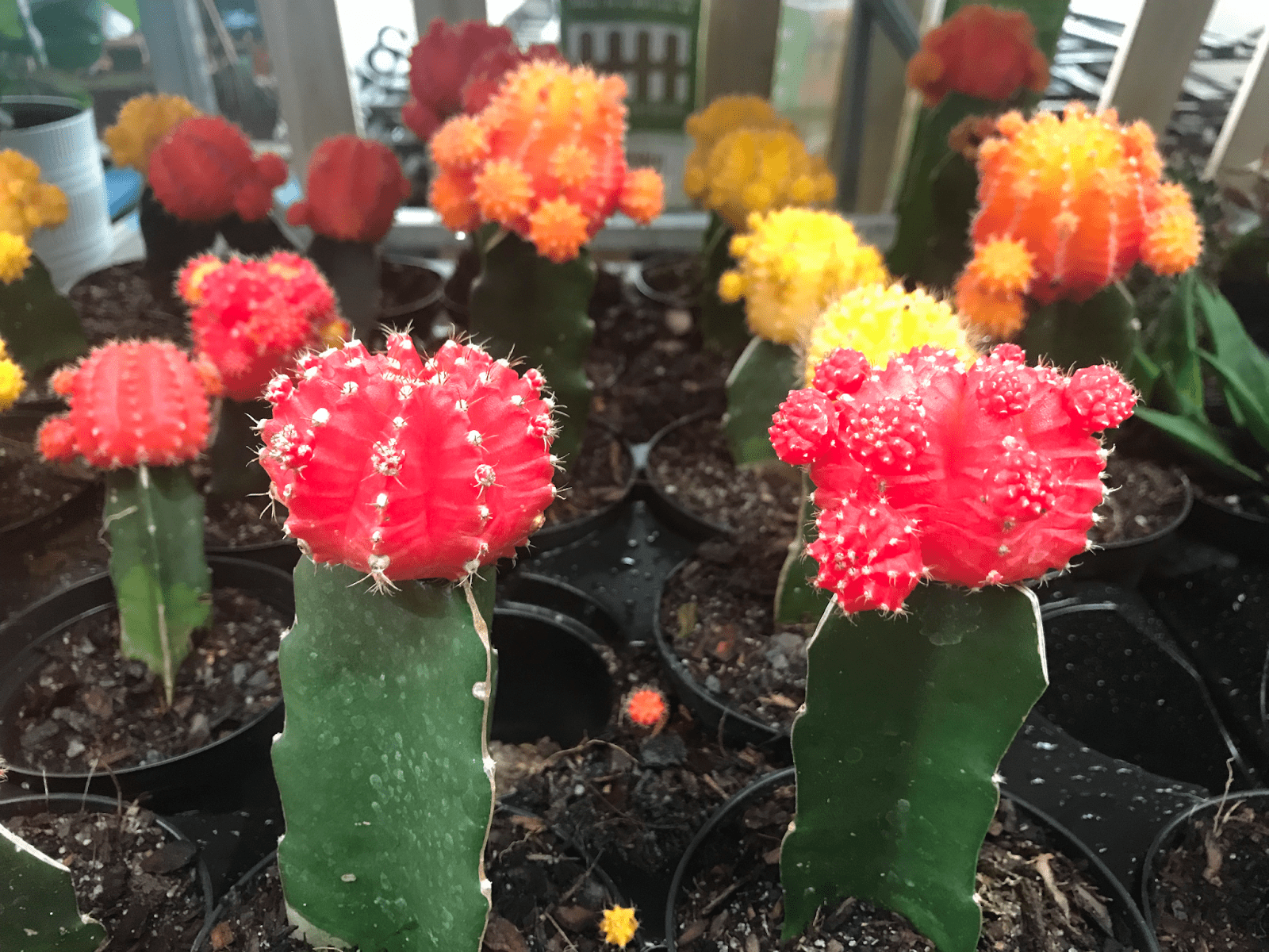 How to Grow Cacti Indoors: Lighting Solutions for Every Genus