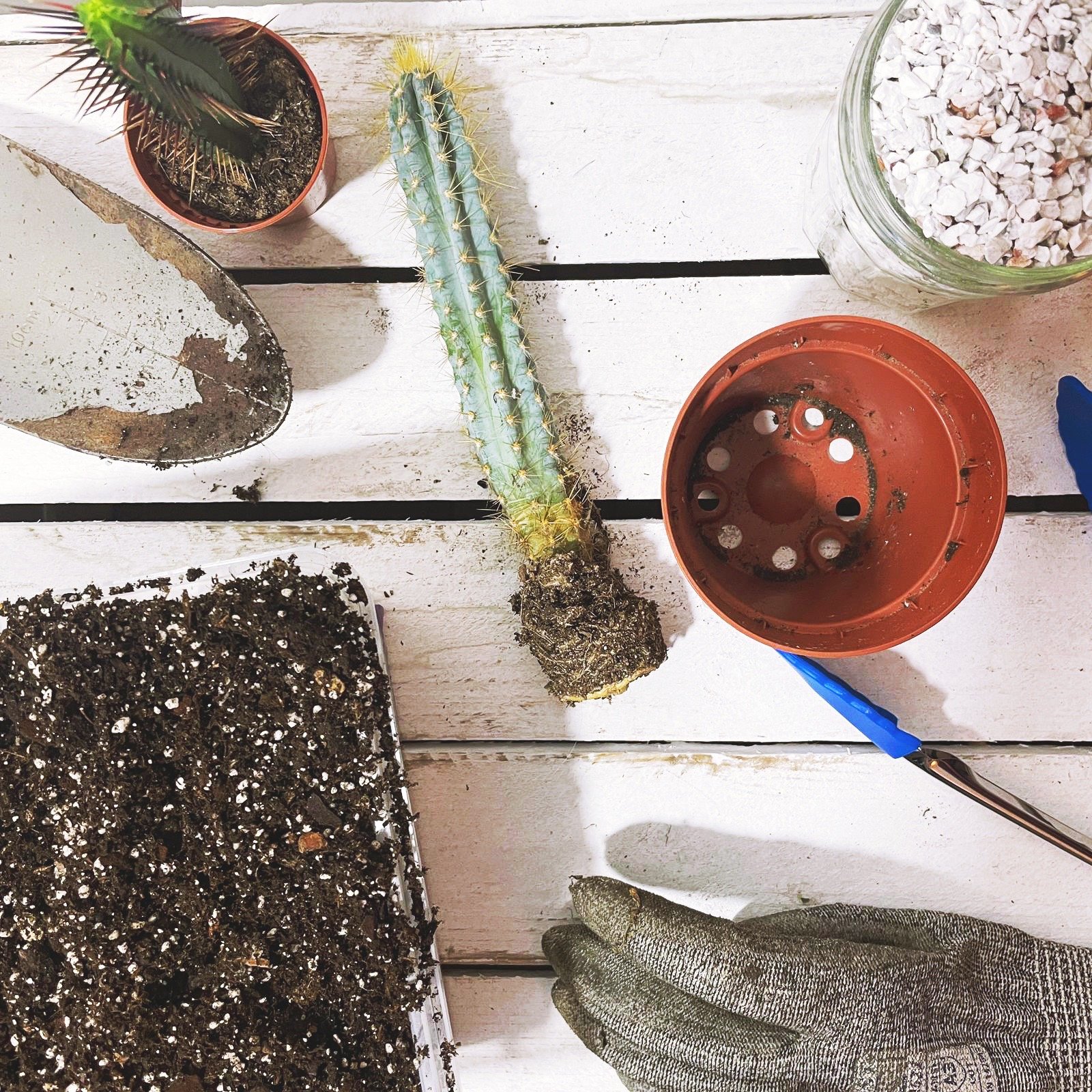 How to Make Your Own Cactus Paper: A DIY Guide