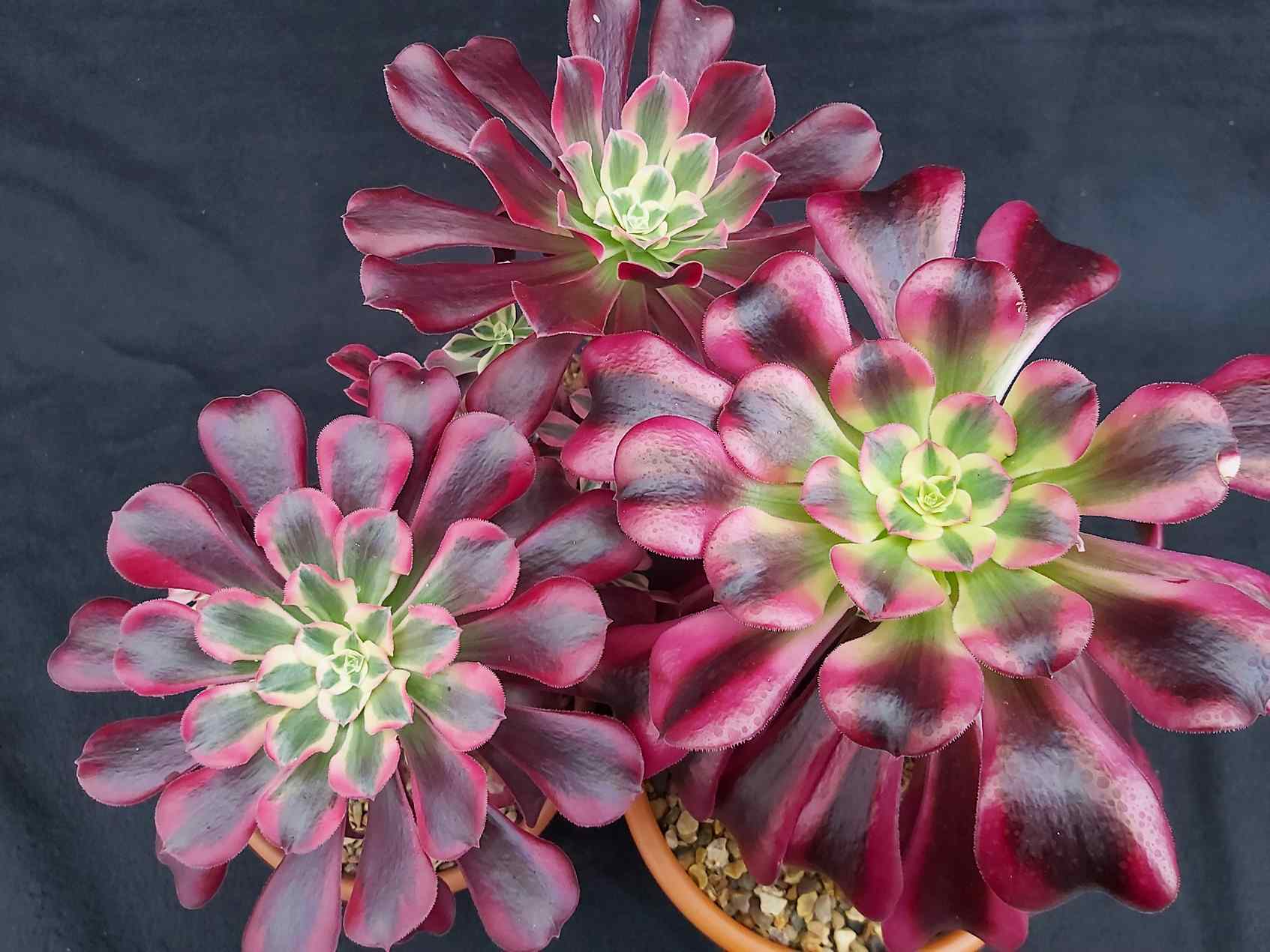 Rebutia Care: Growing the Crown and Medusa Cacti