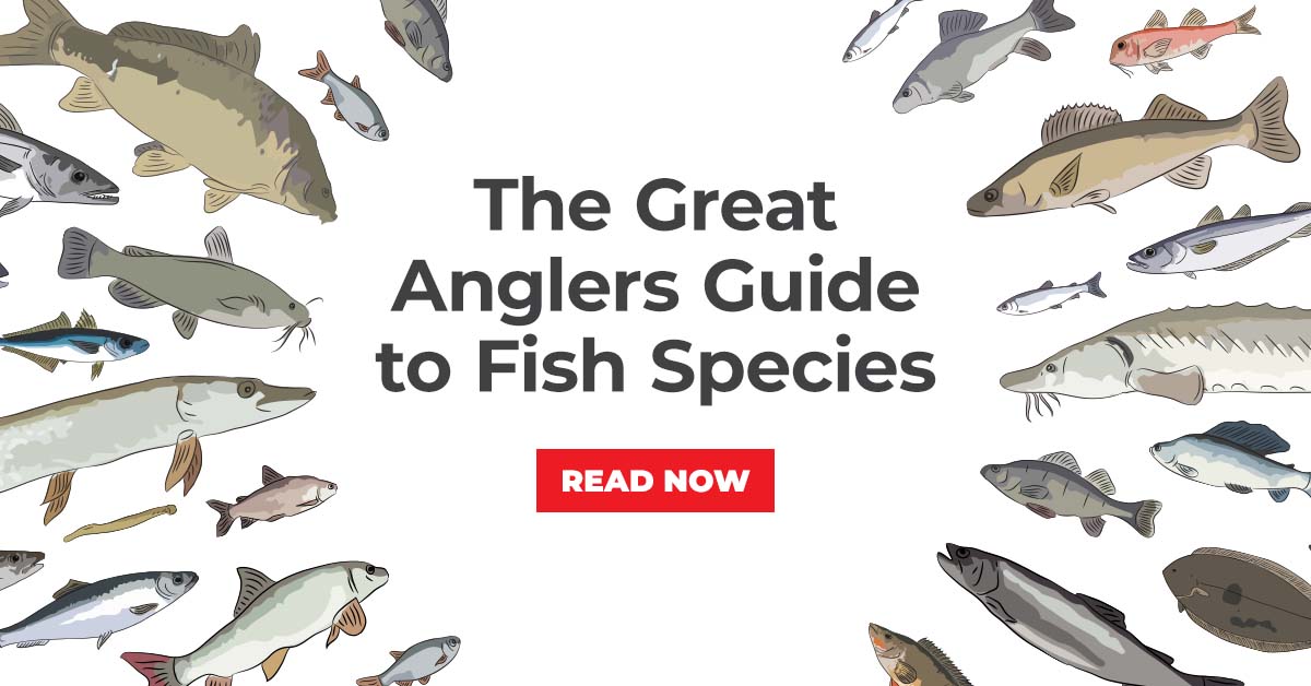Uebelmannia Species: A Guide to the Most Unique Types