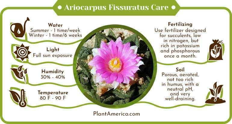 How to Repot Ariocarpus Without Stressing the Plant
