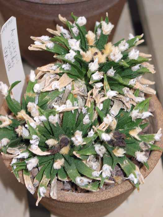 Cactus Propagation from Seeds: Tips for Rare Genera Like Ariocarpus
