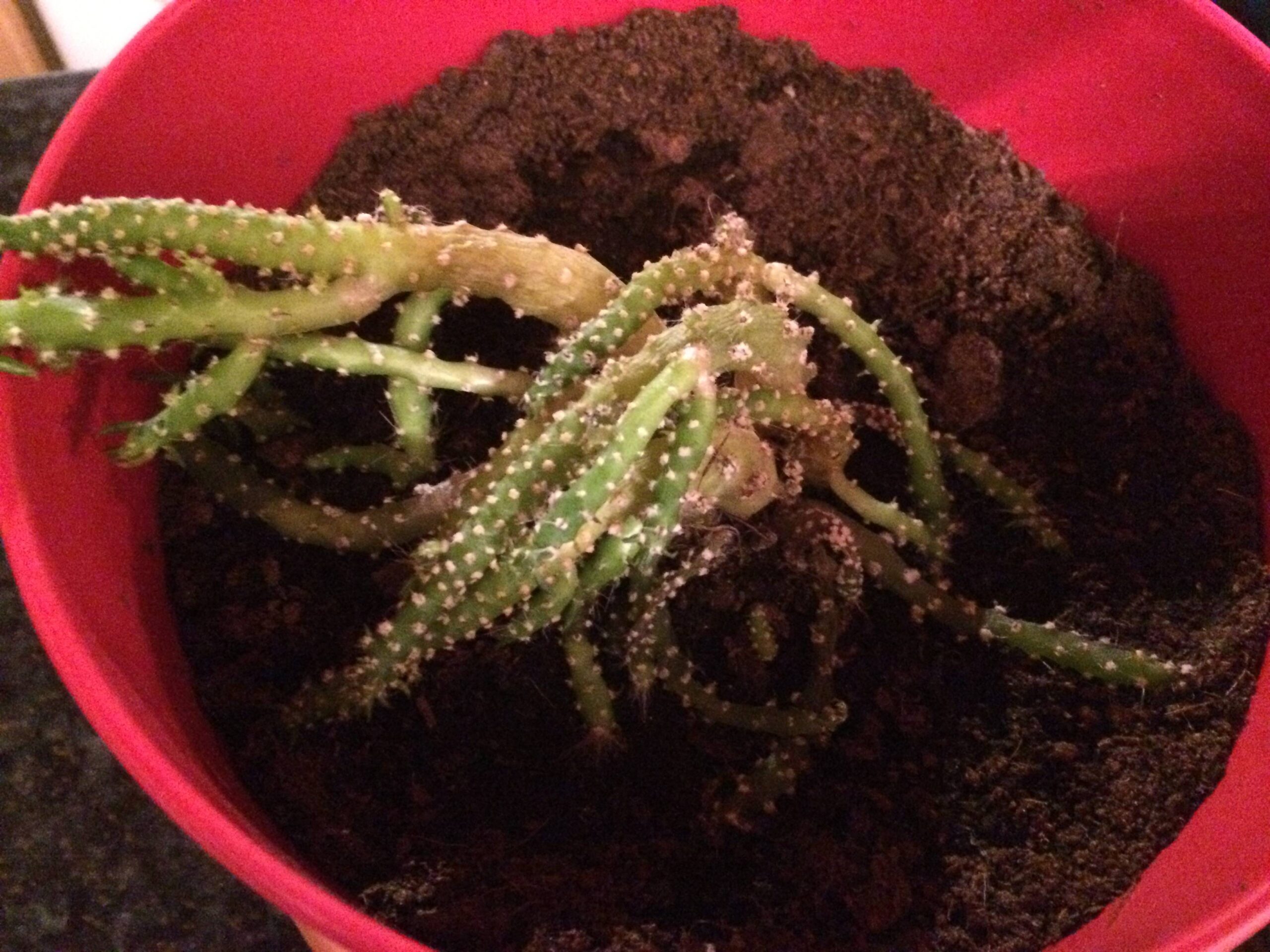 Why Is My Cactus Dying? A Troubleshooting Checklist