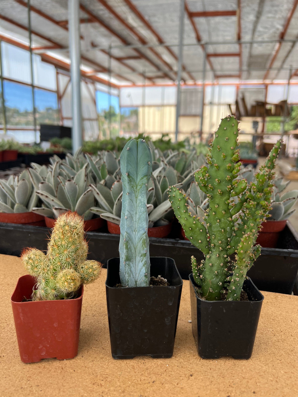 How to Verify if Your Cactus Was Ethically Sourced