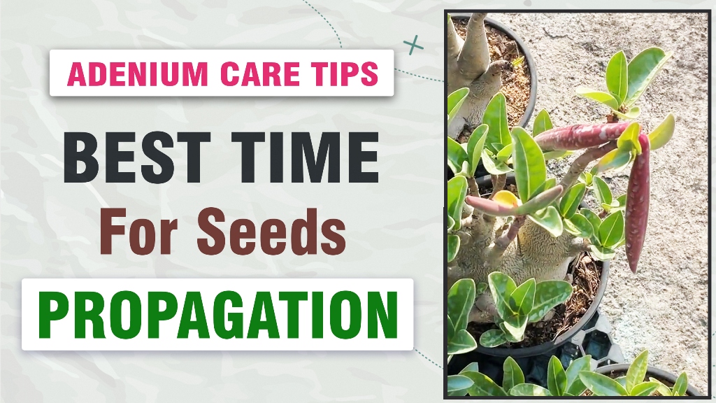 The Best Time to Propagate Rebutia: Seasonal Advice