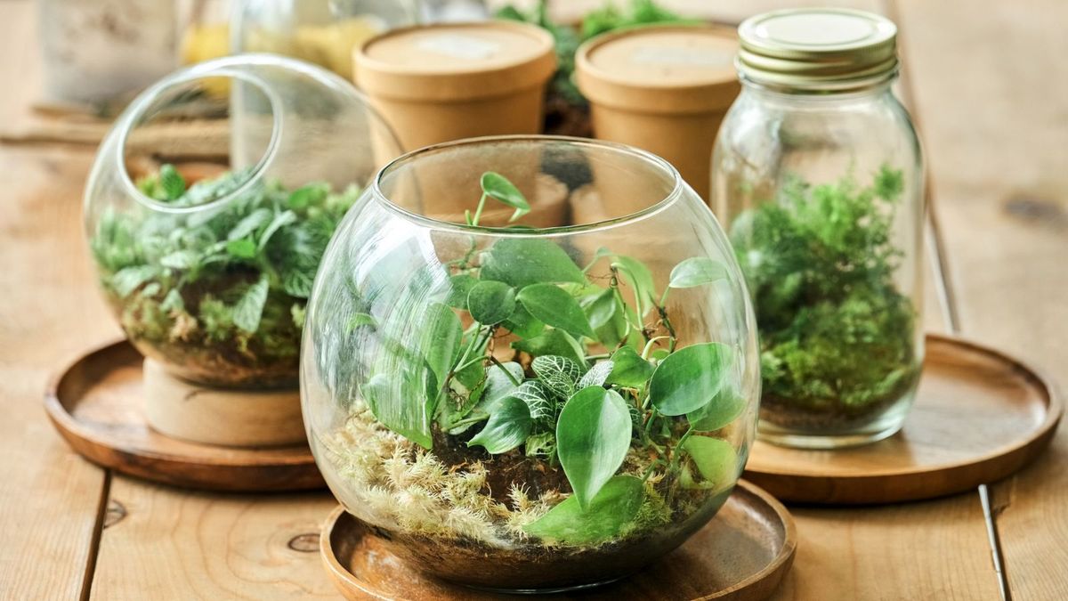 Parodia in Terrariums: Tips for Small-Space Gardens