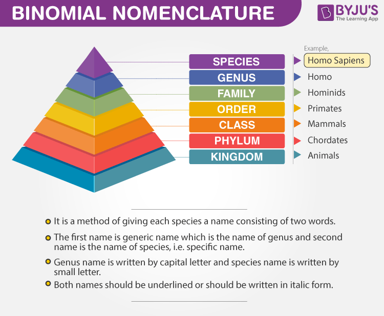Cactus Nomenclature: How Scientific Names Work