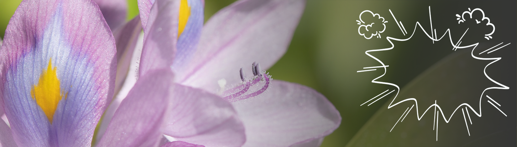 How Invasive Species Threaten Native Cactus Genera