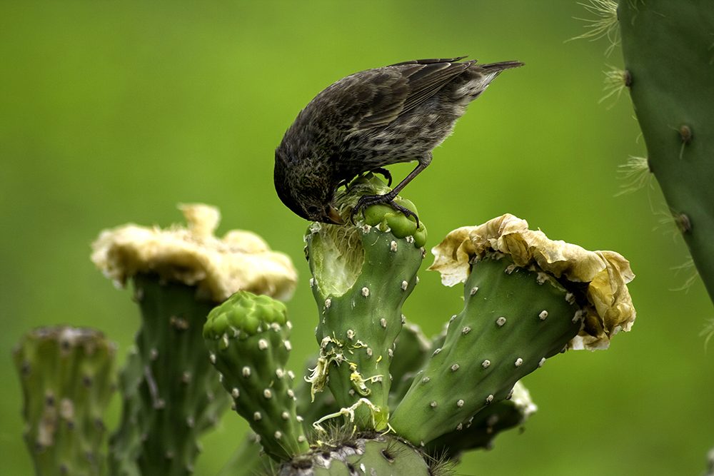 Are Opuntia Species Endangered? Conservation Status and Efforts