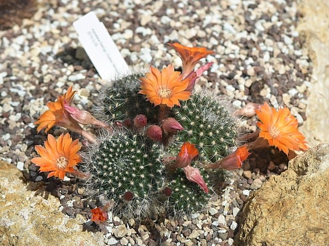 The Best Nurseries for Ethically Sourced Rebutia