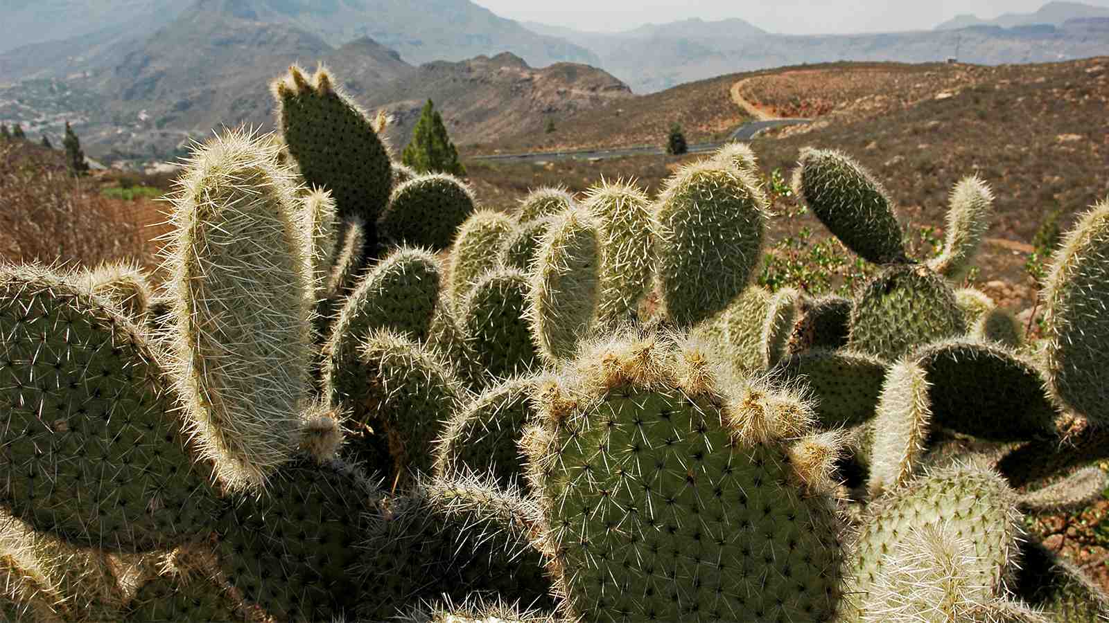 Cactus in Animation: Bringing Desert Plants to Life