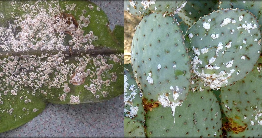 Cactus Diseases: How to Spot and Treat Them
