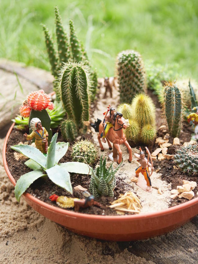 How to Design a Cactus Garden in Your Backyard
