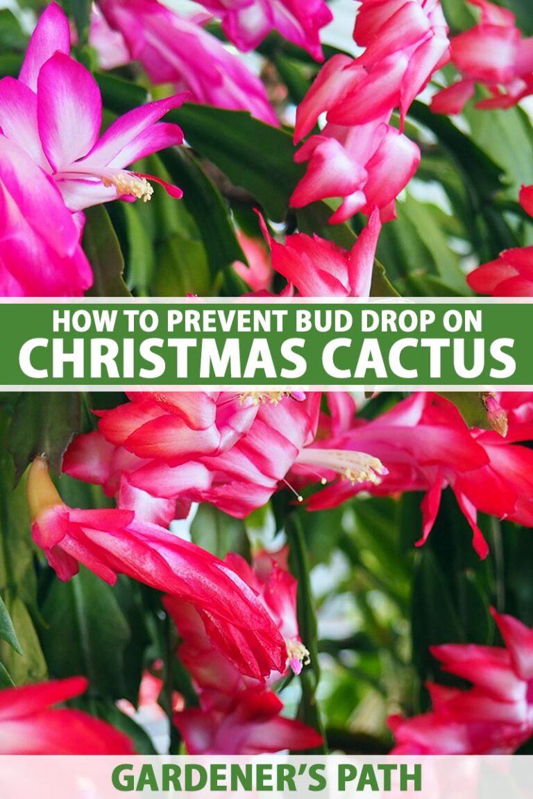 Cactus Bud Drop: Why It Happens and How to Prevent It