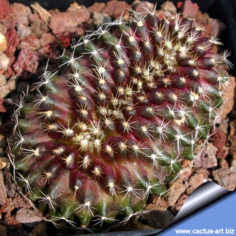 Copiapoa Propagation: Can You Grow Them from Offsets?
