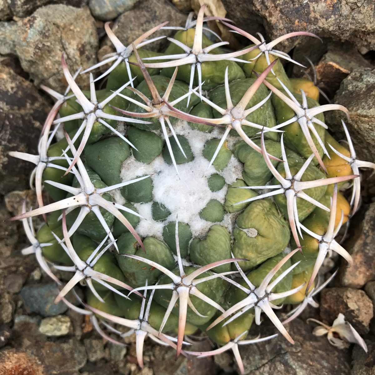 Coryphantha Species: A Guide to the Most Unique Types