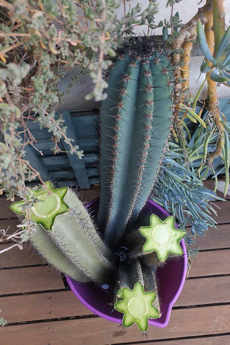 How to Propagate Cacti from Cuttings: Step-by-Step for Beginners