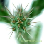 Grafting Cacti: How to Combine Different Genera for Unique Plants