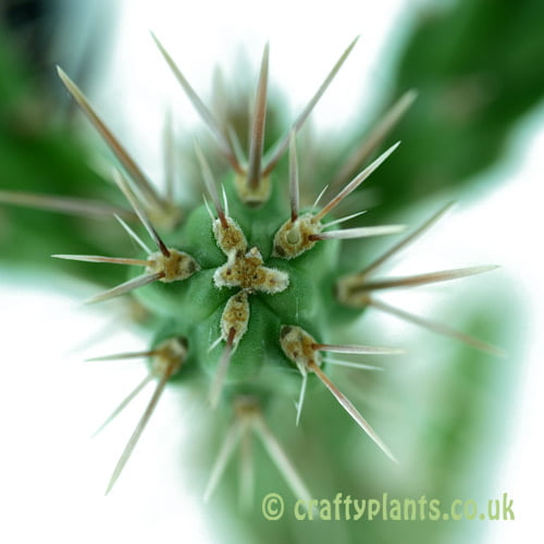 Grafting Cacti: How to Combine Different Genera for Unique Plants