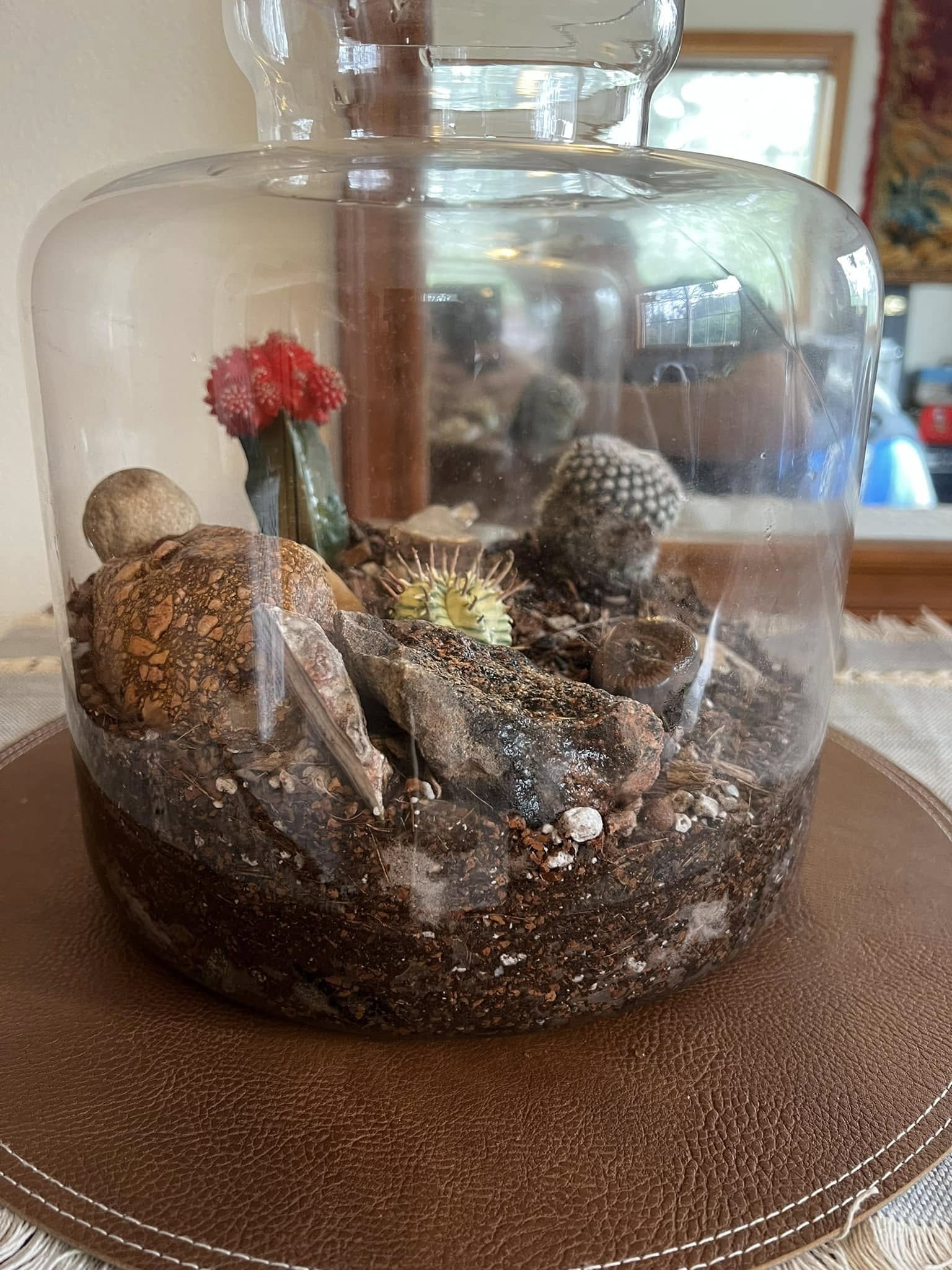How to Make a Cactus Terrarium: A Beginner’s Guide