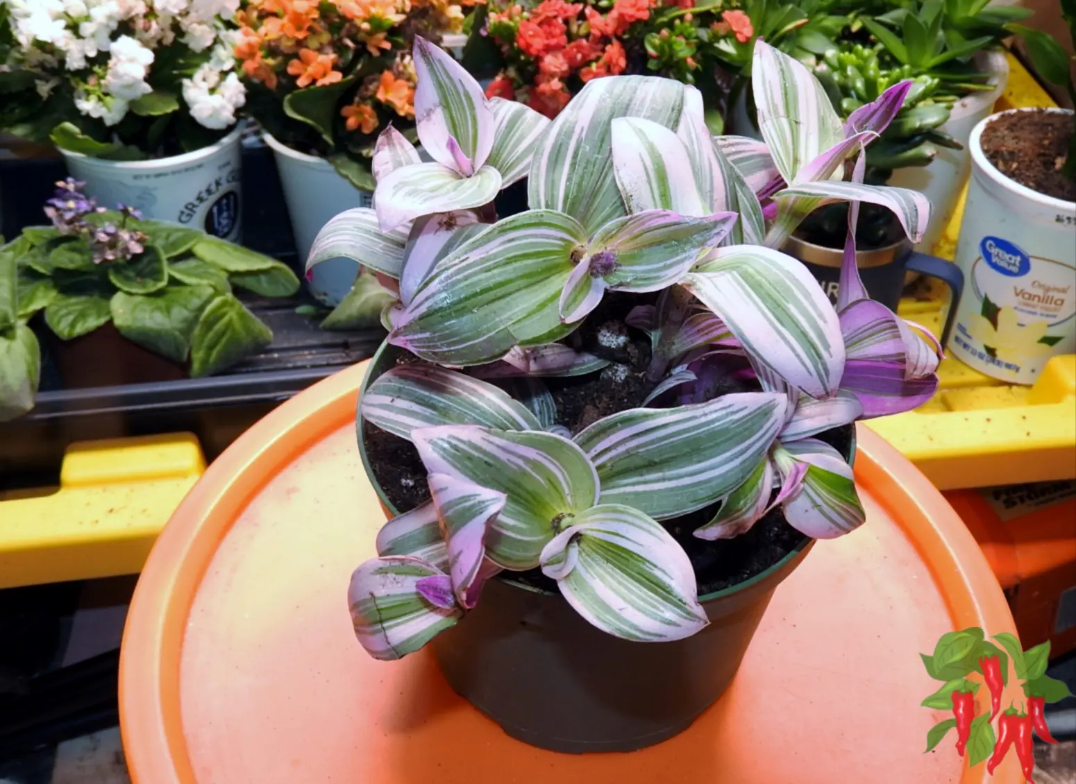 Schlumbergera in Containers: Tips for Indoor Growth
