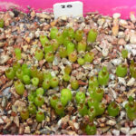 Ariocarpus Propagation: Can You Grow Them from Seed?