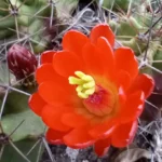 Echinocereus Species: From Rainbow to Claret Cup Cactus
