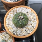 Astrophytum Symbolism: The Star Cactus and Cosmic Energy