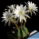 How to Encourage Flowering in Echinopsis