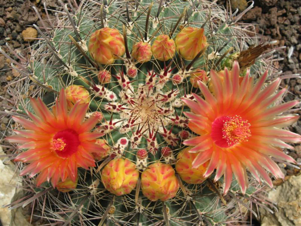 How to Encourage Flowering in Ferocactus: Expert Tips