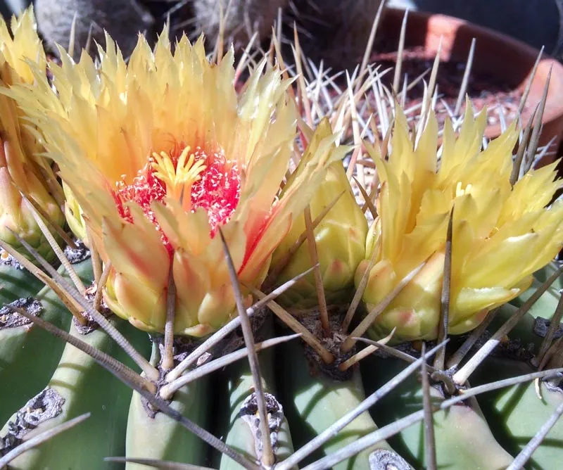 The Best Nurseries for Ethically Sourced Ferocactus
