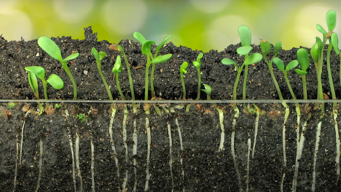 Schlumbergera Seed Germination: Tips for Success