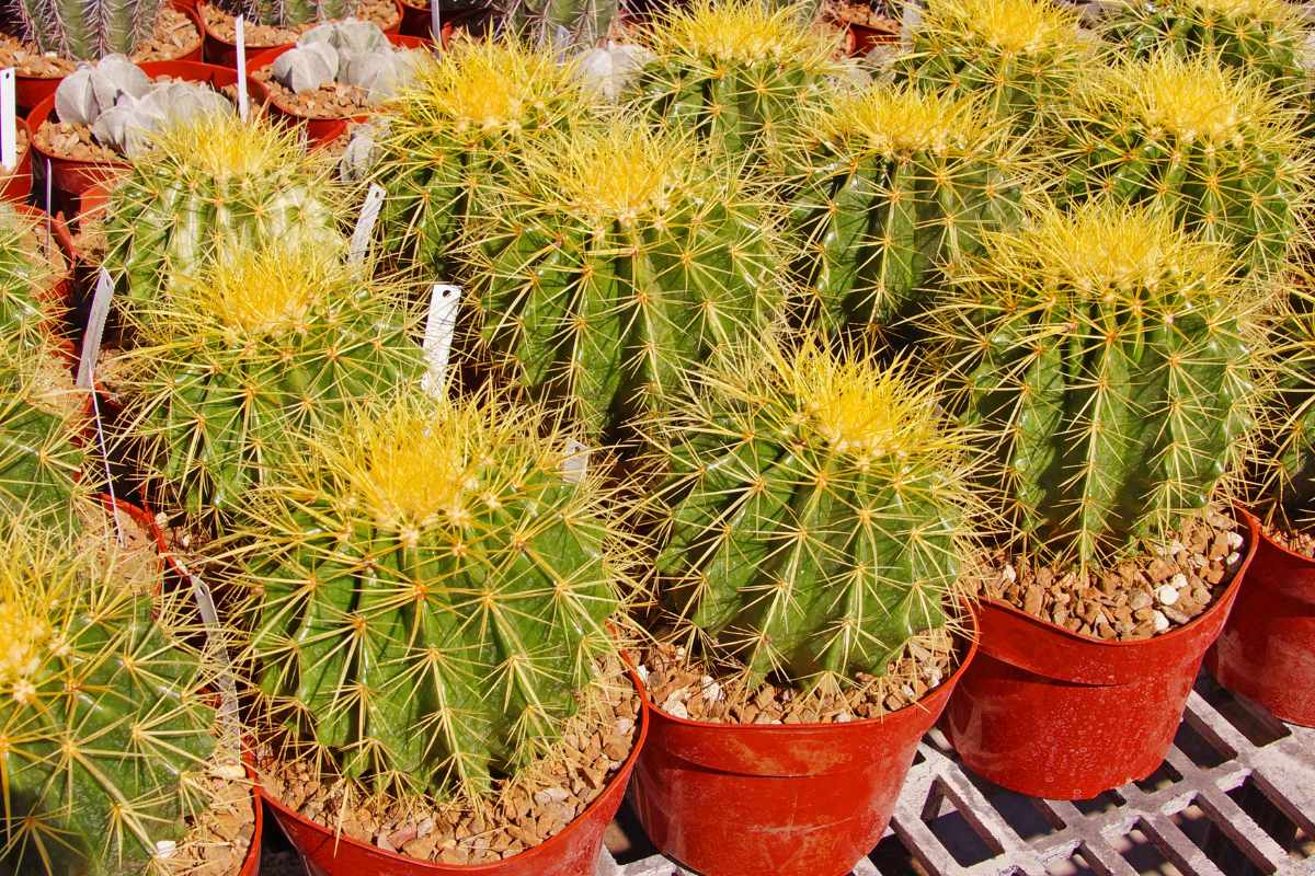 The Most Profitable Cactus Genera to Sell