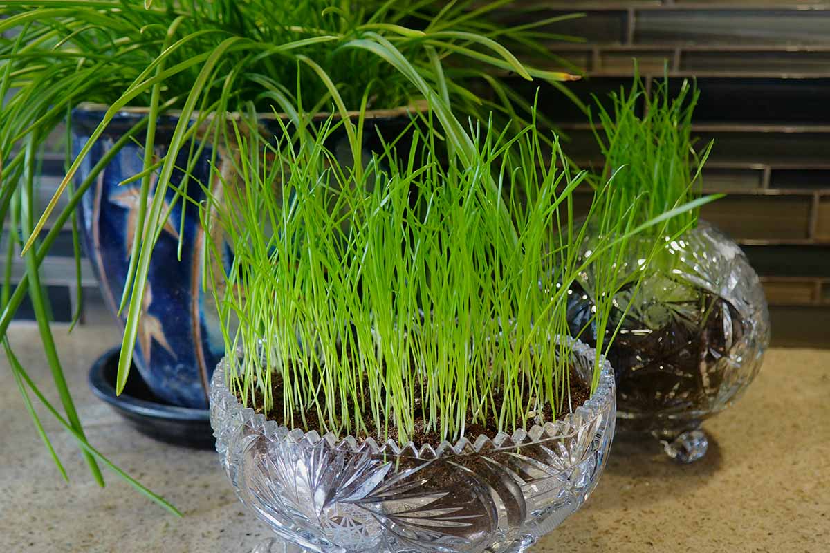 Cephalocereus in Containers: Can You Grow Them Indoors?