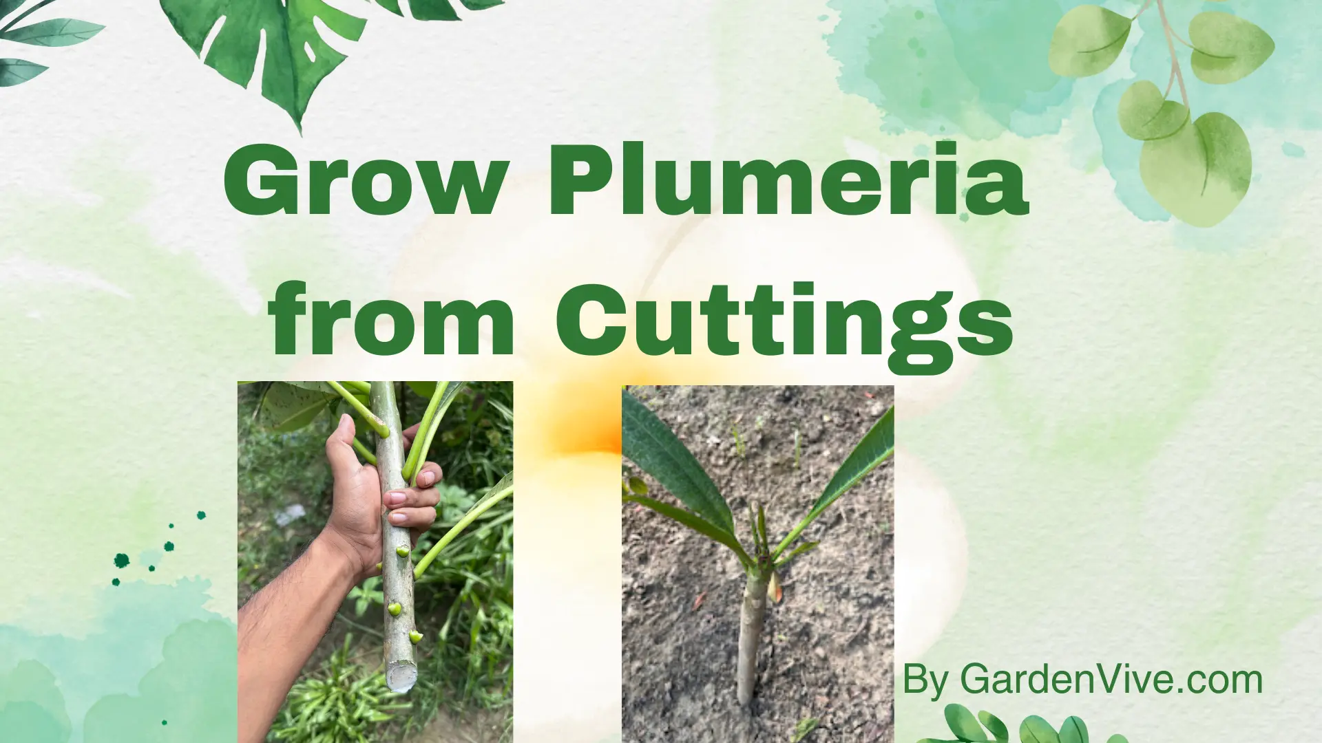 How to Grow Opuntia from Cuttings: A Step-by-Step Tutorial