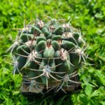 Gymnocalycium Grafting: How to Combine with Other Cacti